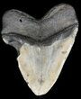 Bargain, Megalodon Tooth - North Carolina #54748-2